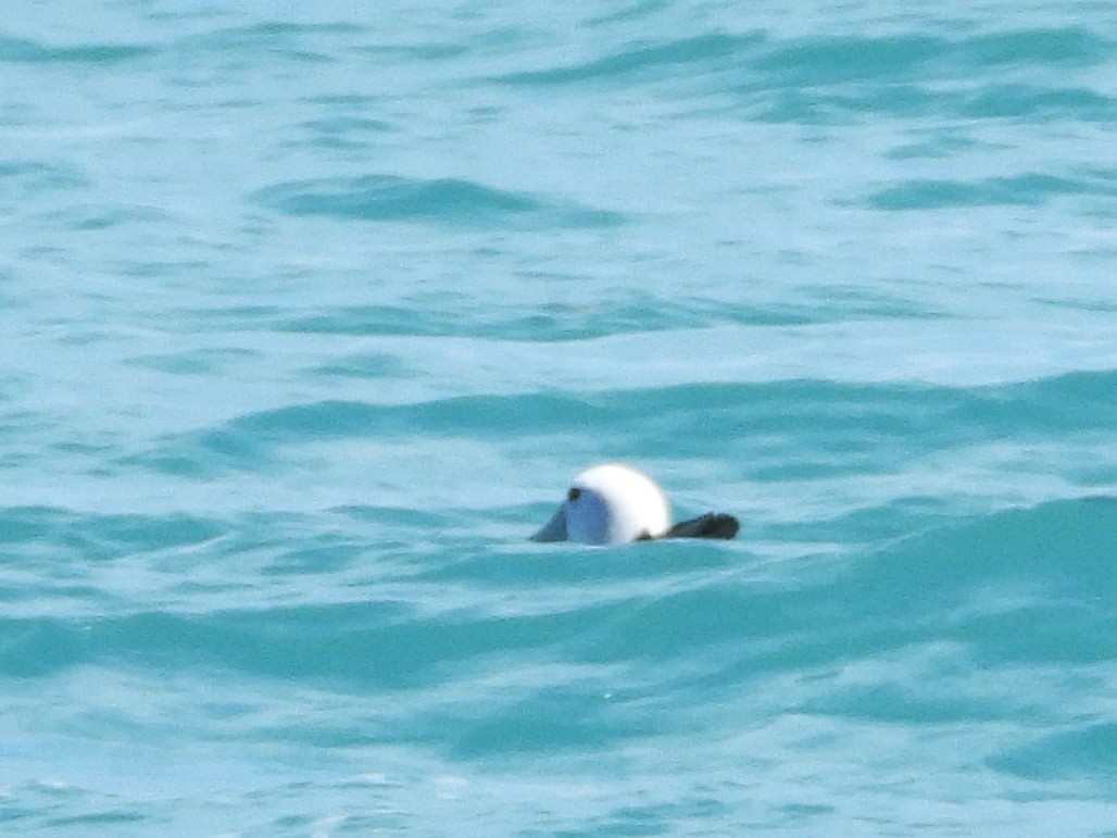 White-capped Albatross - ML645616893