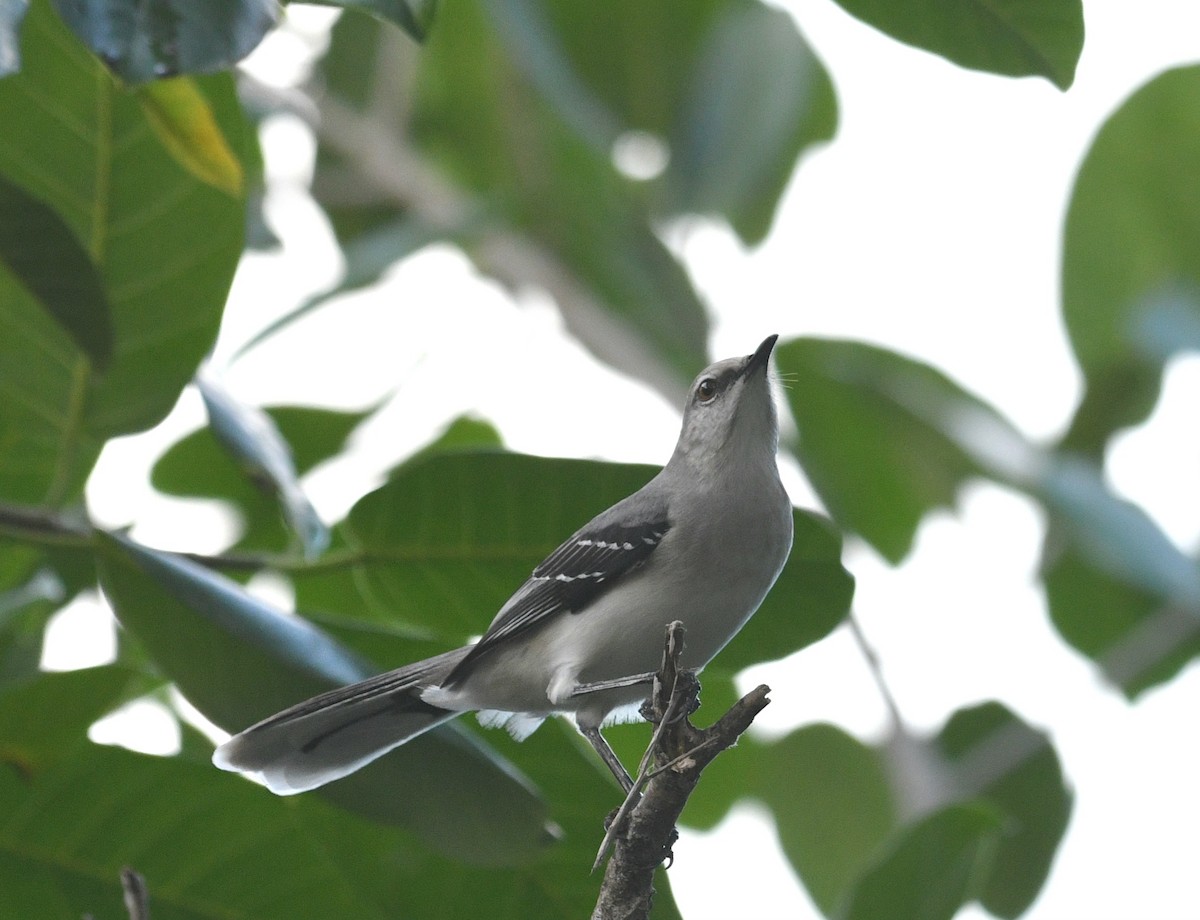 Sinsonte Tropical - ML645616894