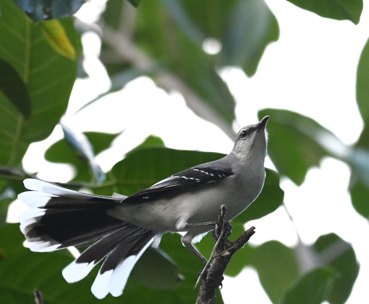 Sinsonte Tropical - ML645616895