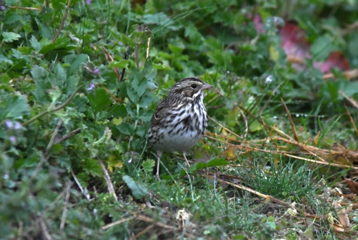 Chingolo Sabanero - ML645616896