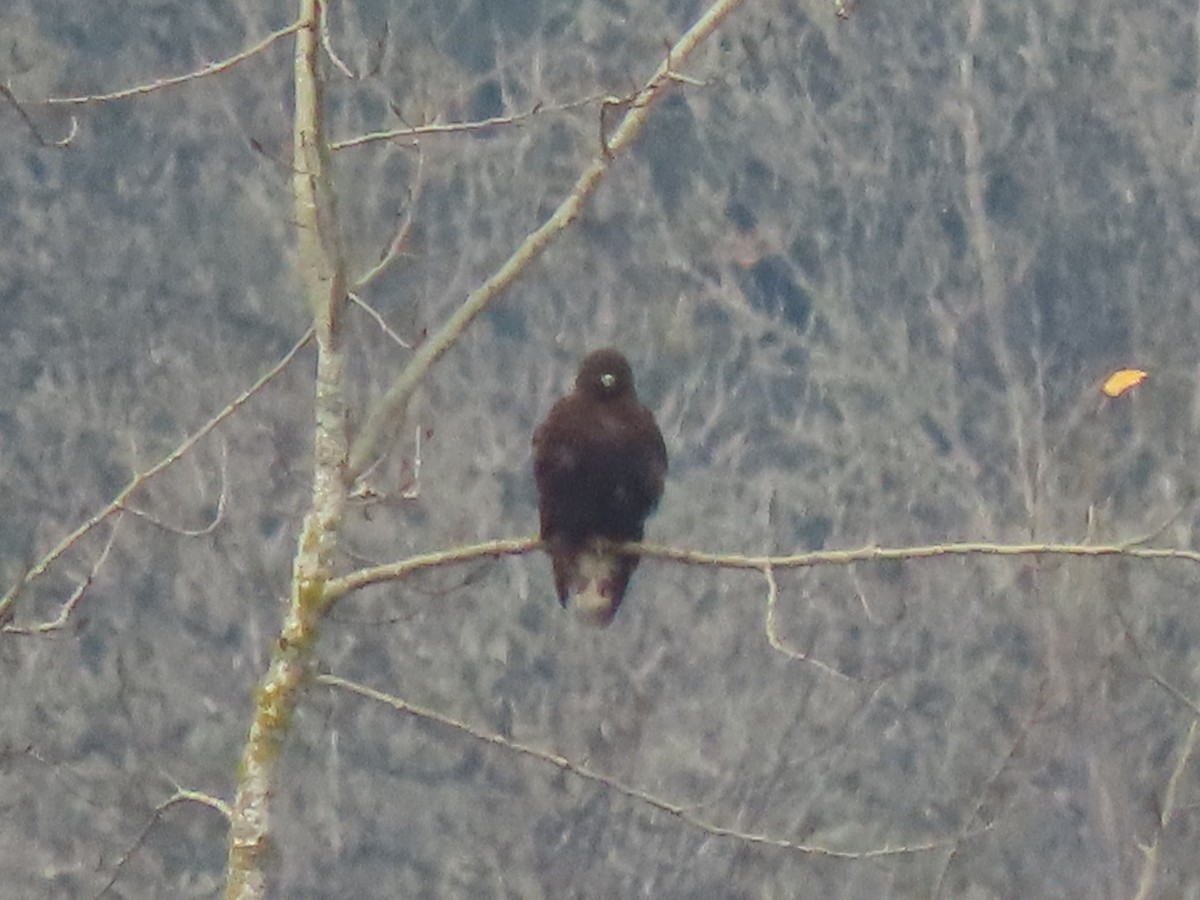 Busardo Calzado - ML645616897