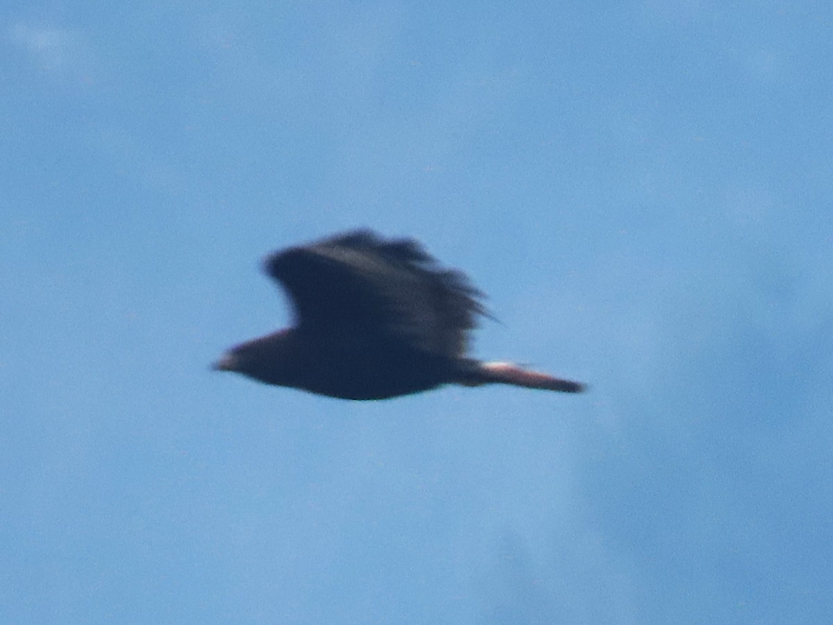 Busardo Calzado - ML645616898