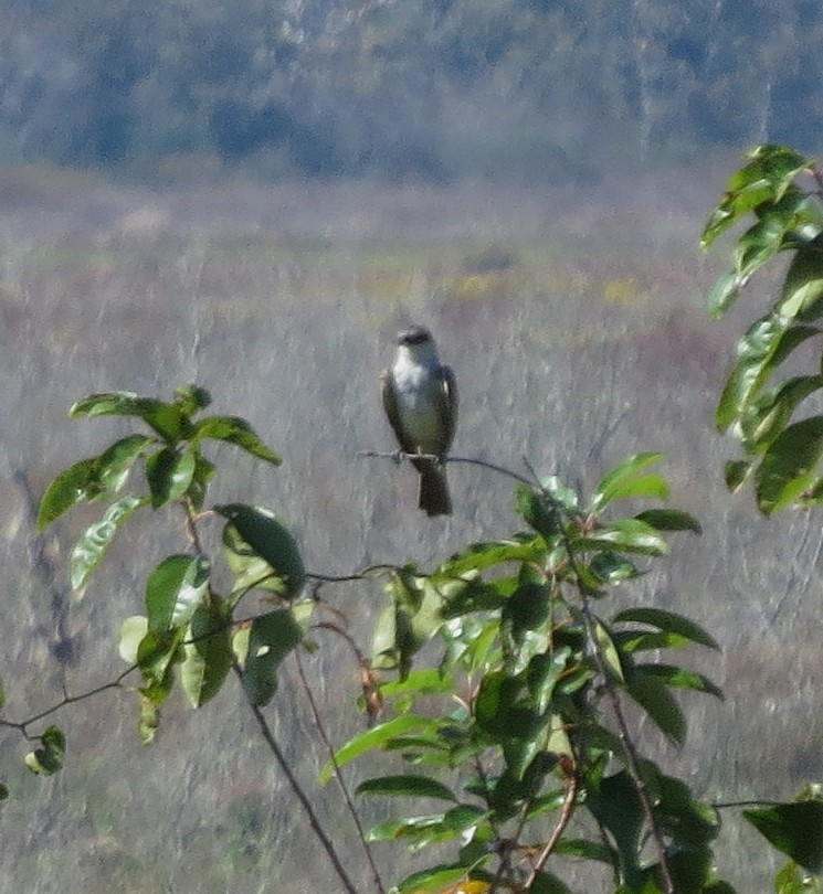 Gray Kingbird - ML645616899
