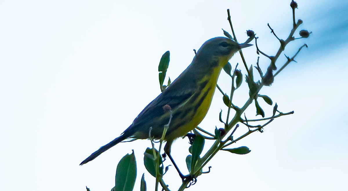 Reinita Galana - ML645616901