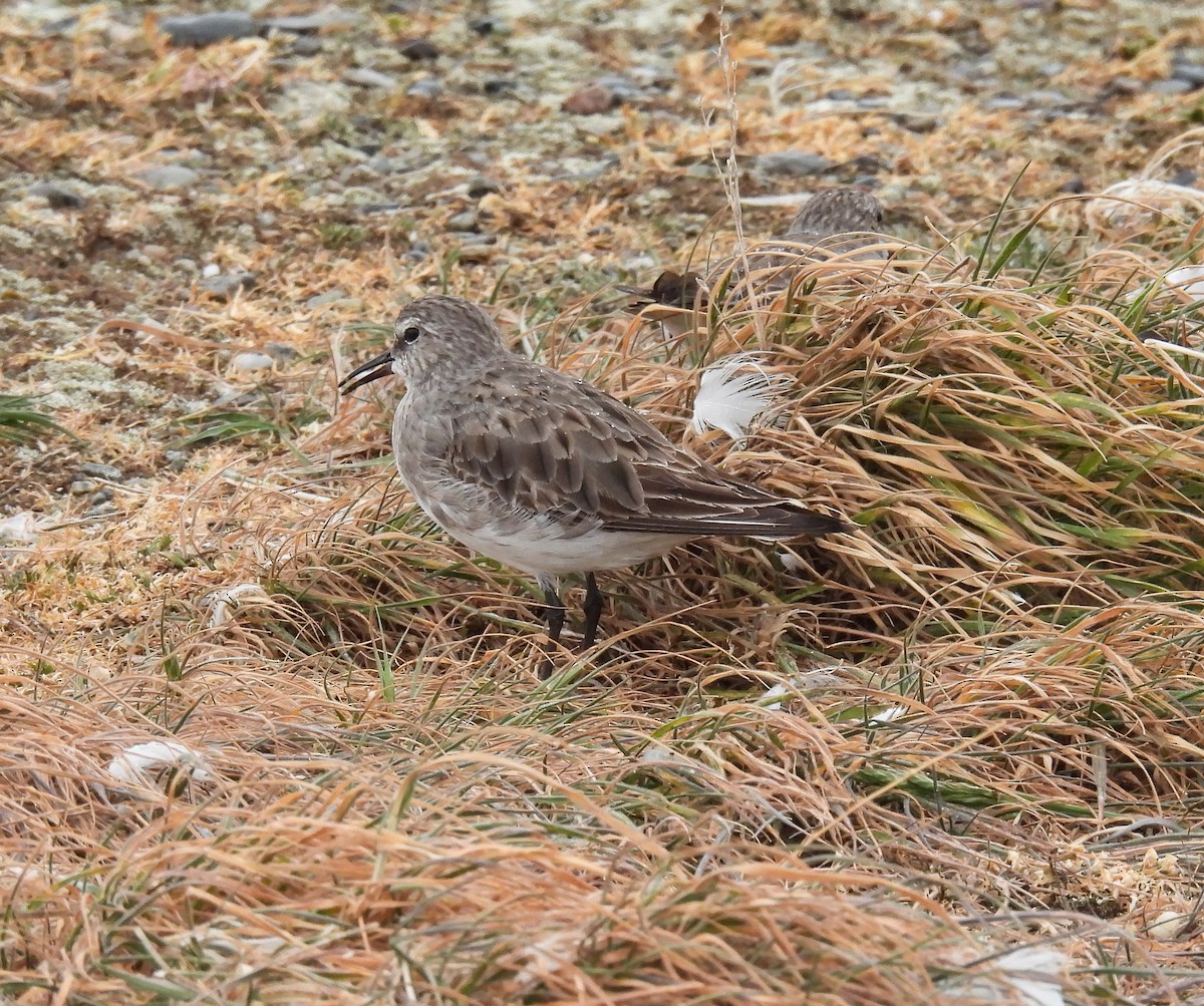 White-rumped Sandpiper - ML645616902