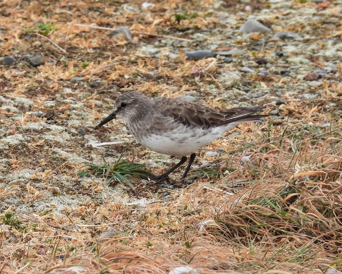 Correlimos de Baird - ML645616903