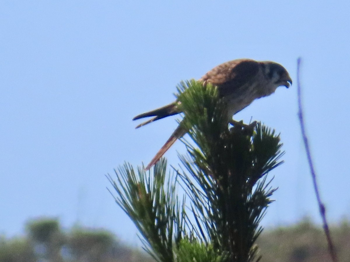 Cernícalo Americano - ML645616904