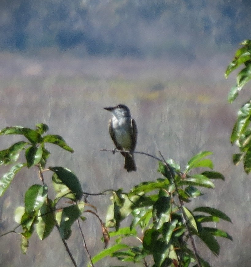 Gray Kingbird - ML645616905