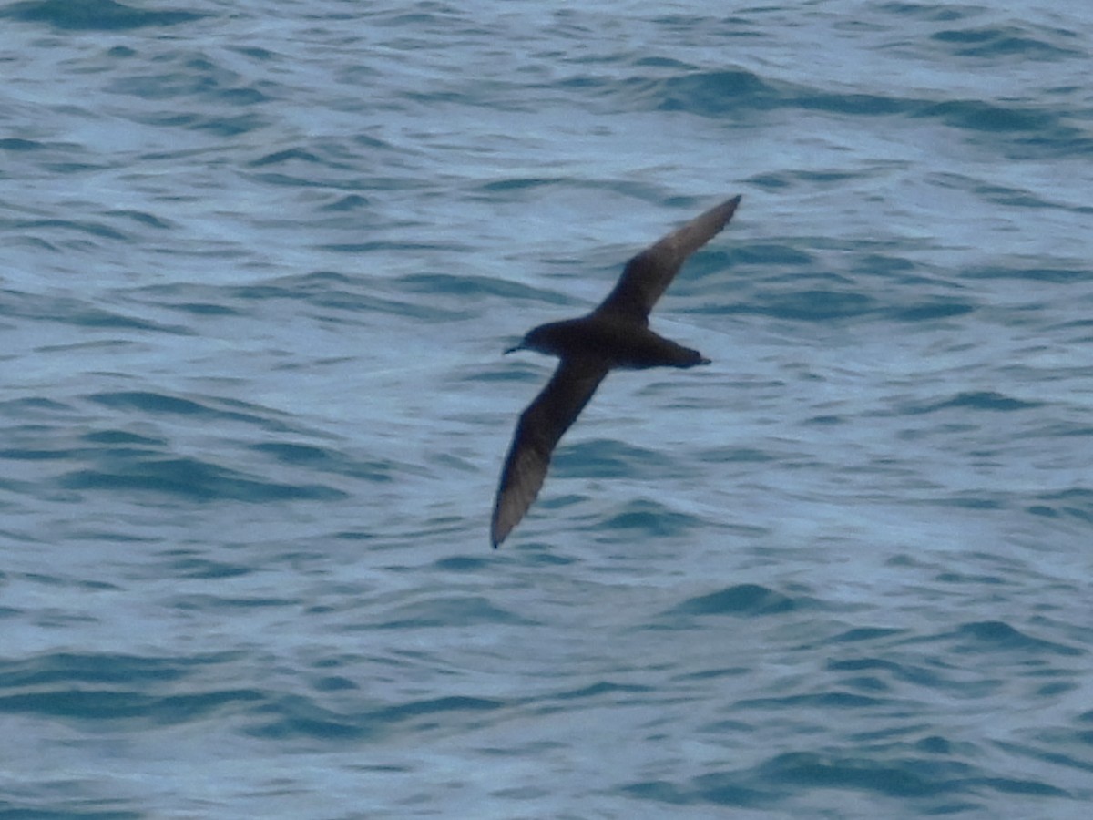 Pardela Sombría - ML645616906