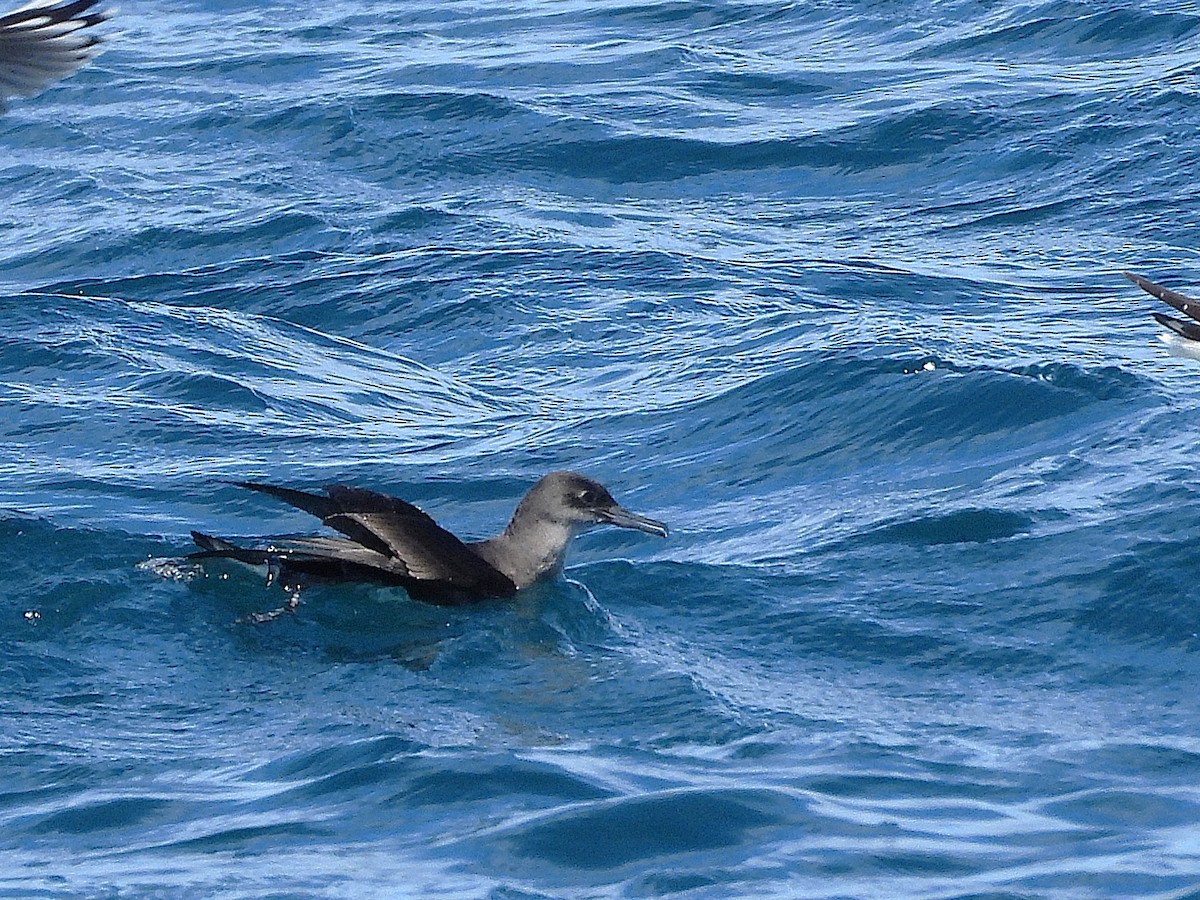 Pardela Sombría - ML645616907