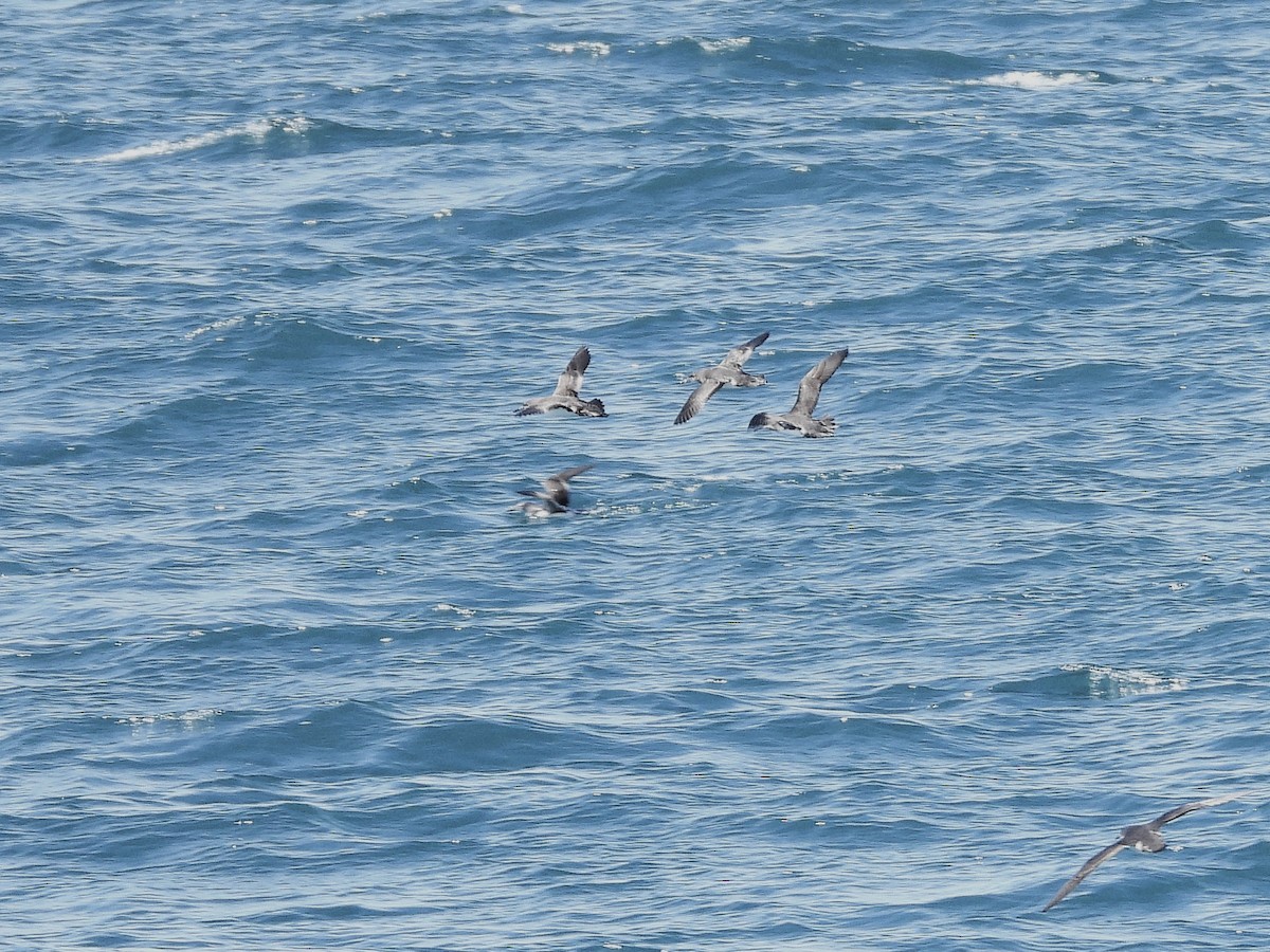 Pardela Sombría - ML645616908