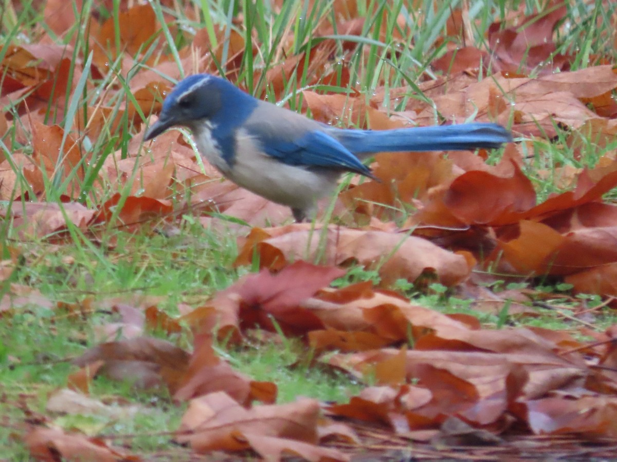 Chara Californiana - ML645616909