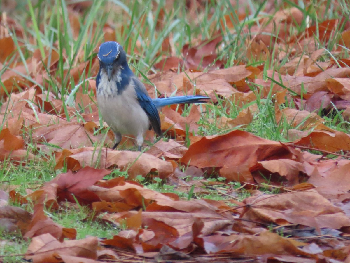 Chara Californiana - ML645616910