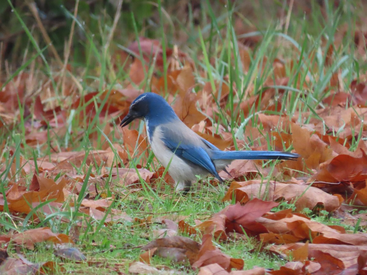 Chara Californiana - ML645616911