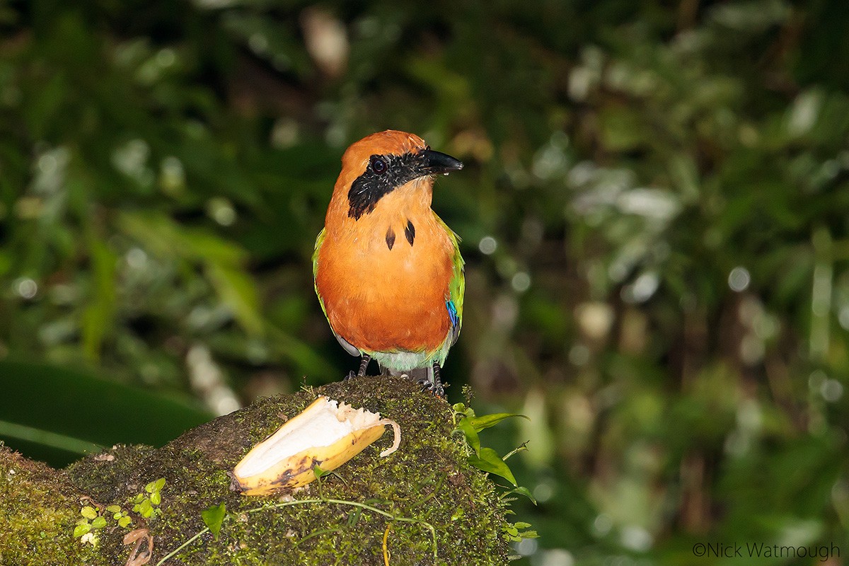 Momoto Yeruvá Occidental - ML645616912