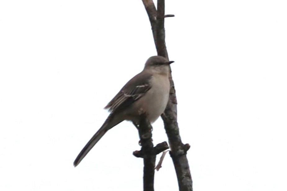 Sinsonte Norteño - ML645616913