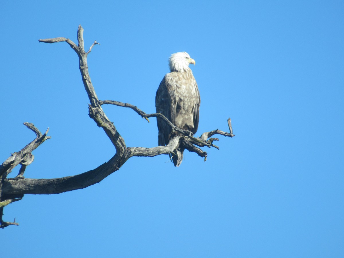 Pigargo Americano - ML645616914