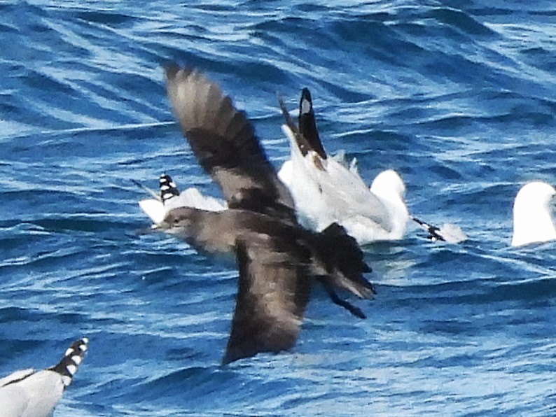 Pardela de Tasmania - ML645616916