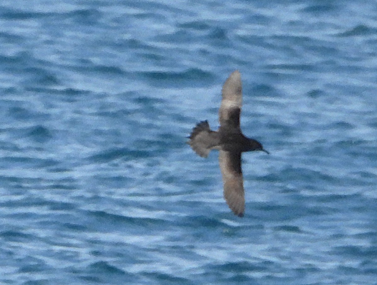 Pardela de Tasmania - ML645616917