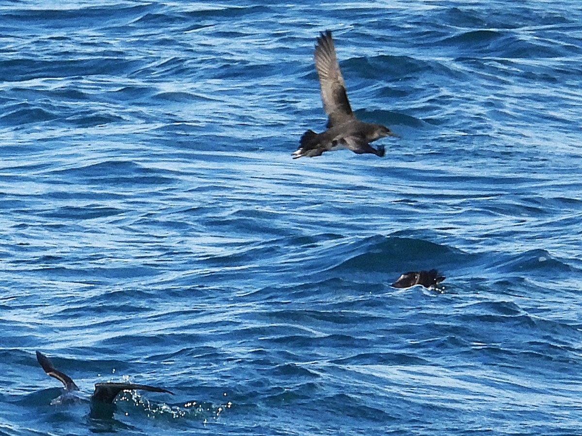 Pardela de Tasmania - ML645616918