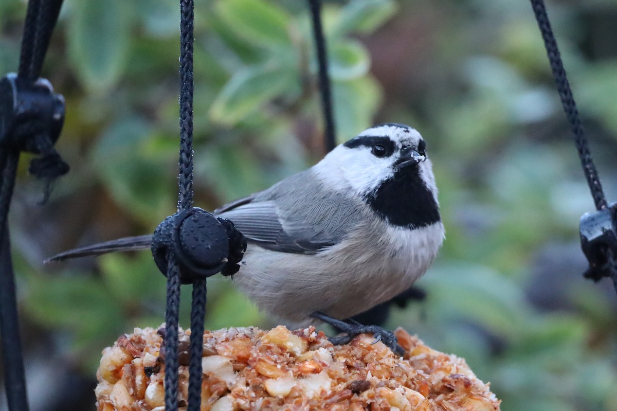 Carbonero Montañés - ML645616919