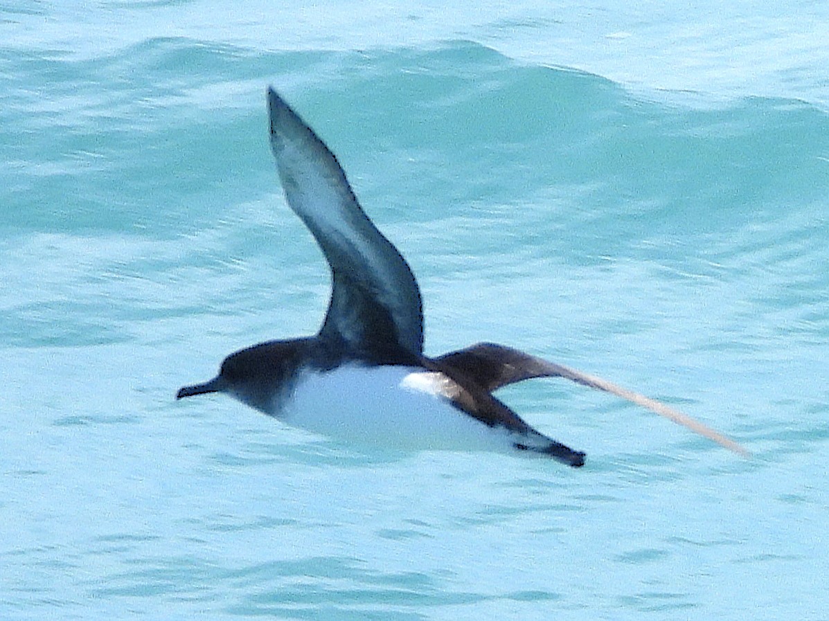 Hutton's Shearwater - ML645616926