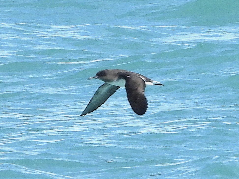 Hutton's Shearwater - ML645616927