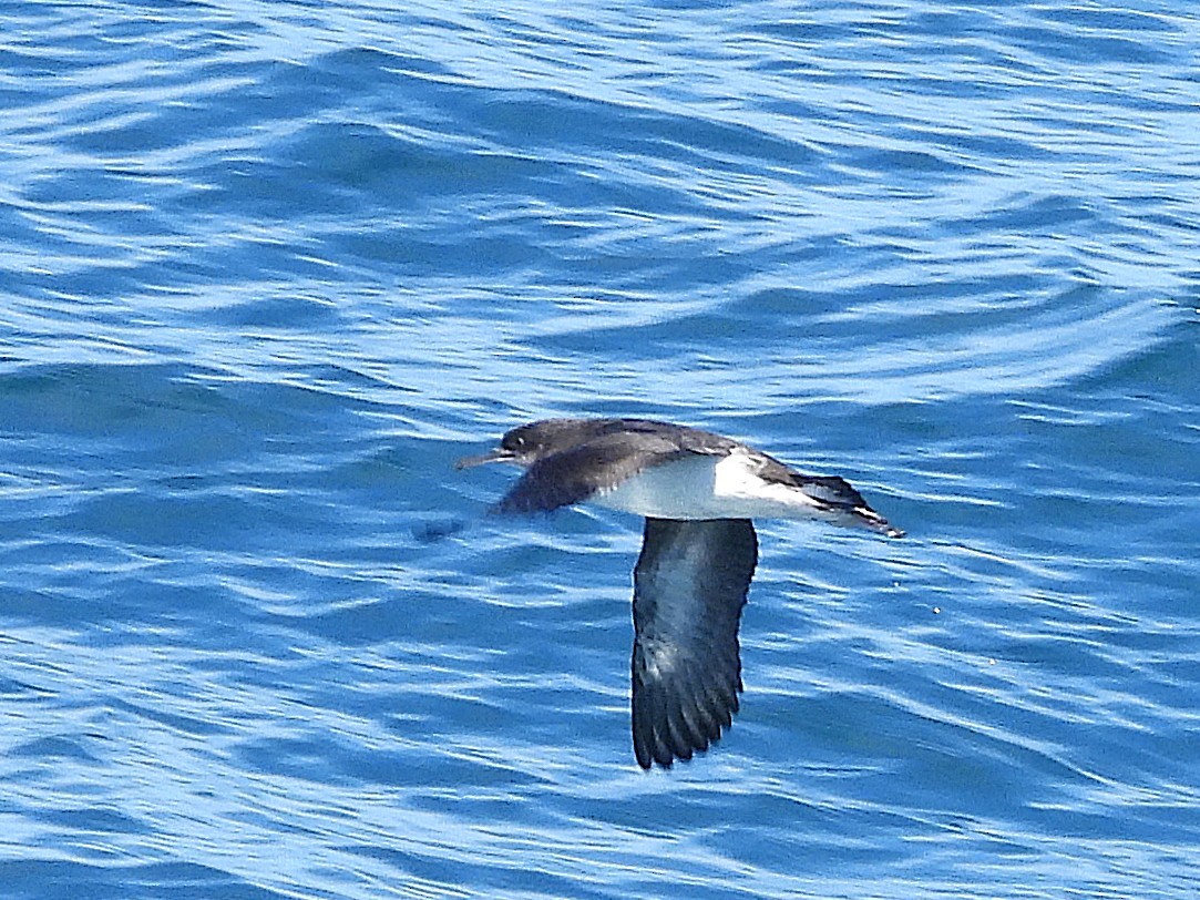 Hutton's Shearwater - ML645616928