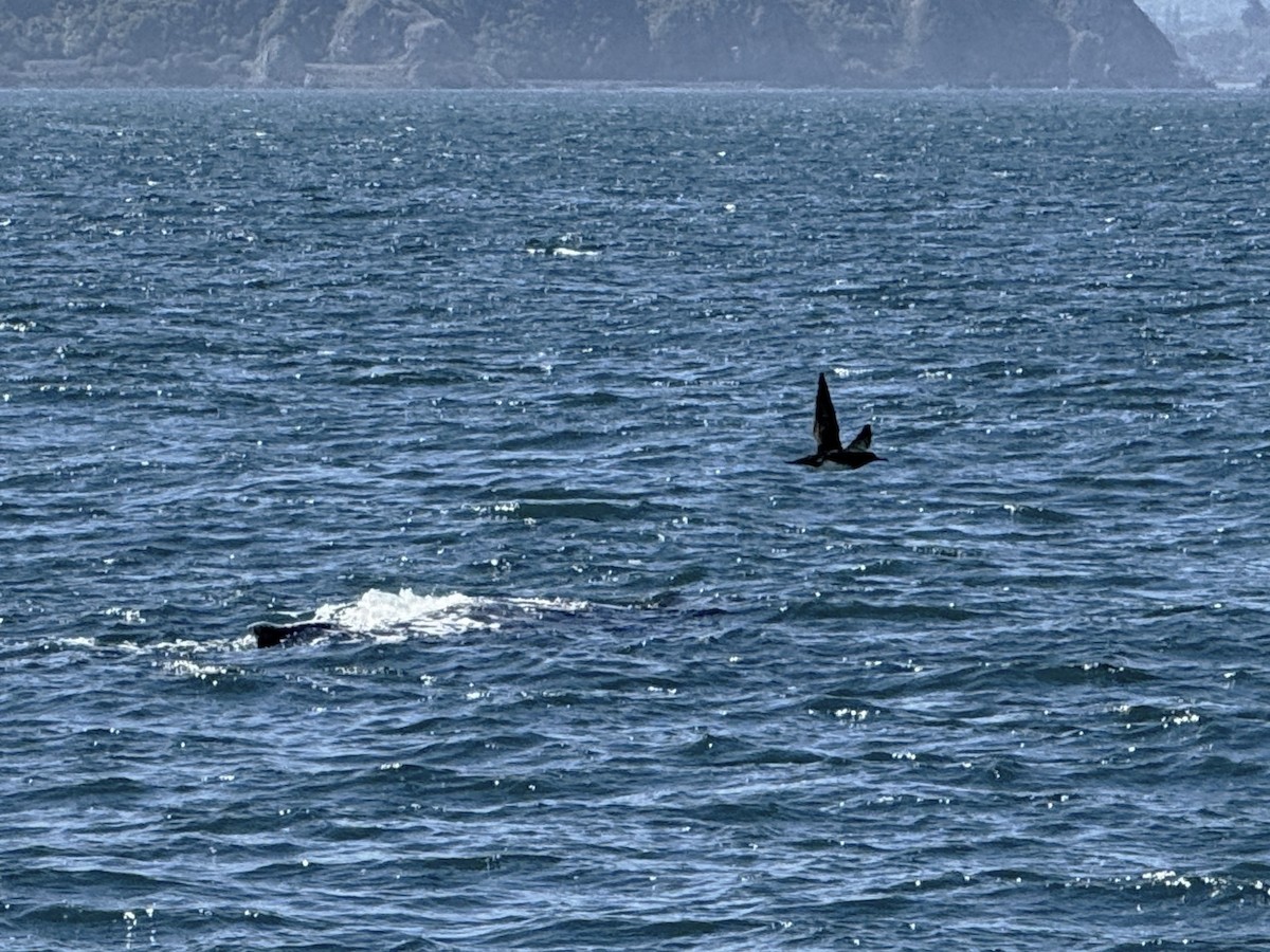 Hutton's Shearwater - ML645616929