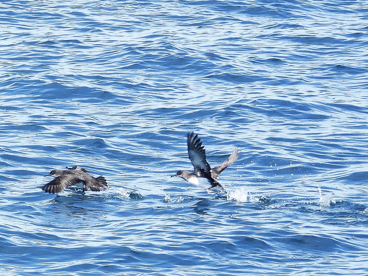 Hutton's Shearwater - ML645616930
