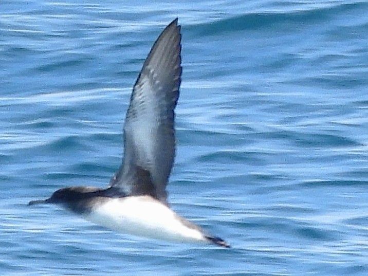 Hutton's Shearwater - ML645616931