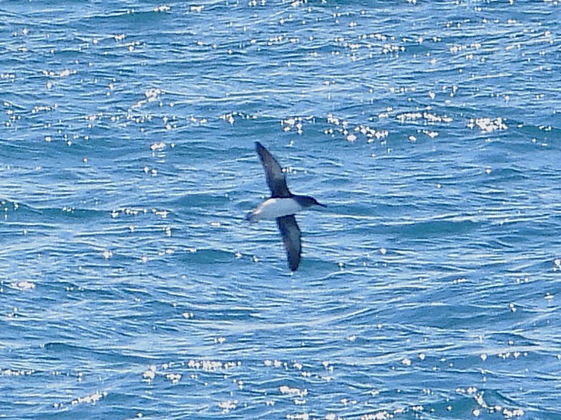 Hutton's Shearwater - ML645616933