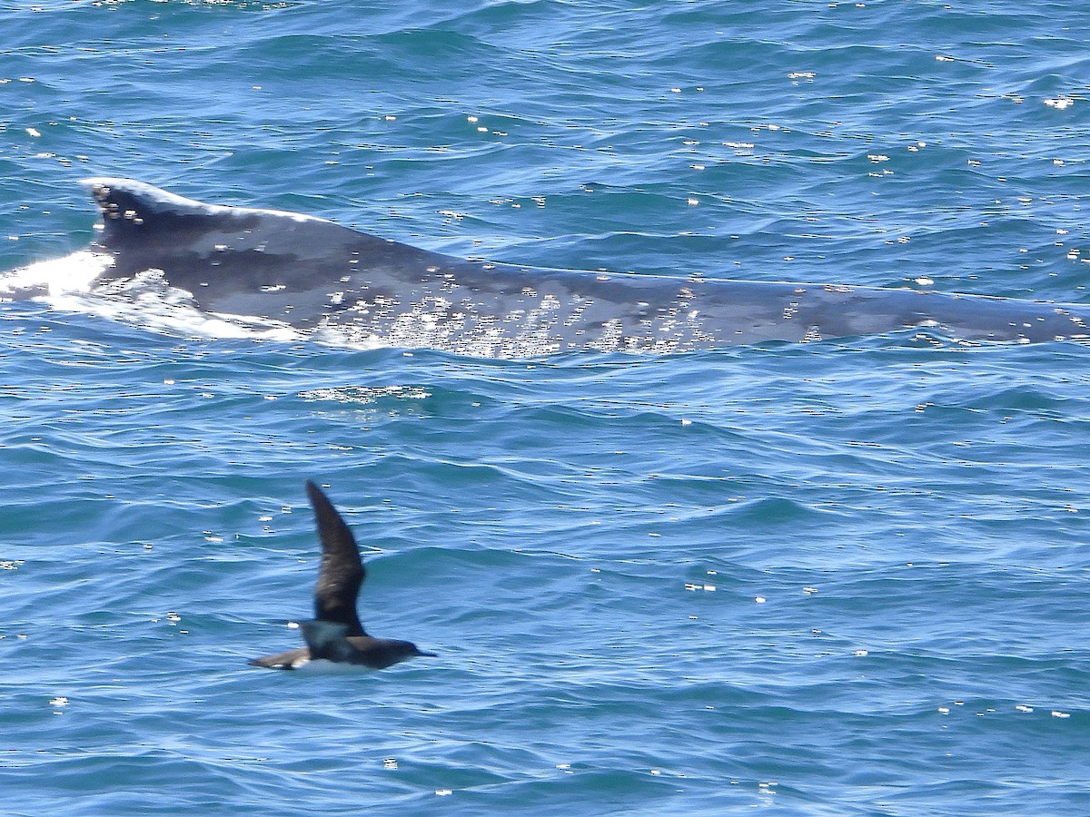 Hutton's Shearwater - ML645616934