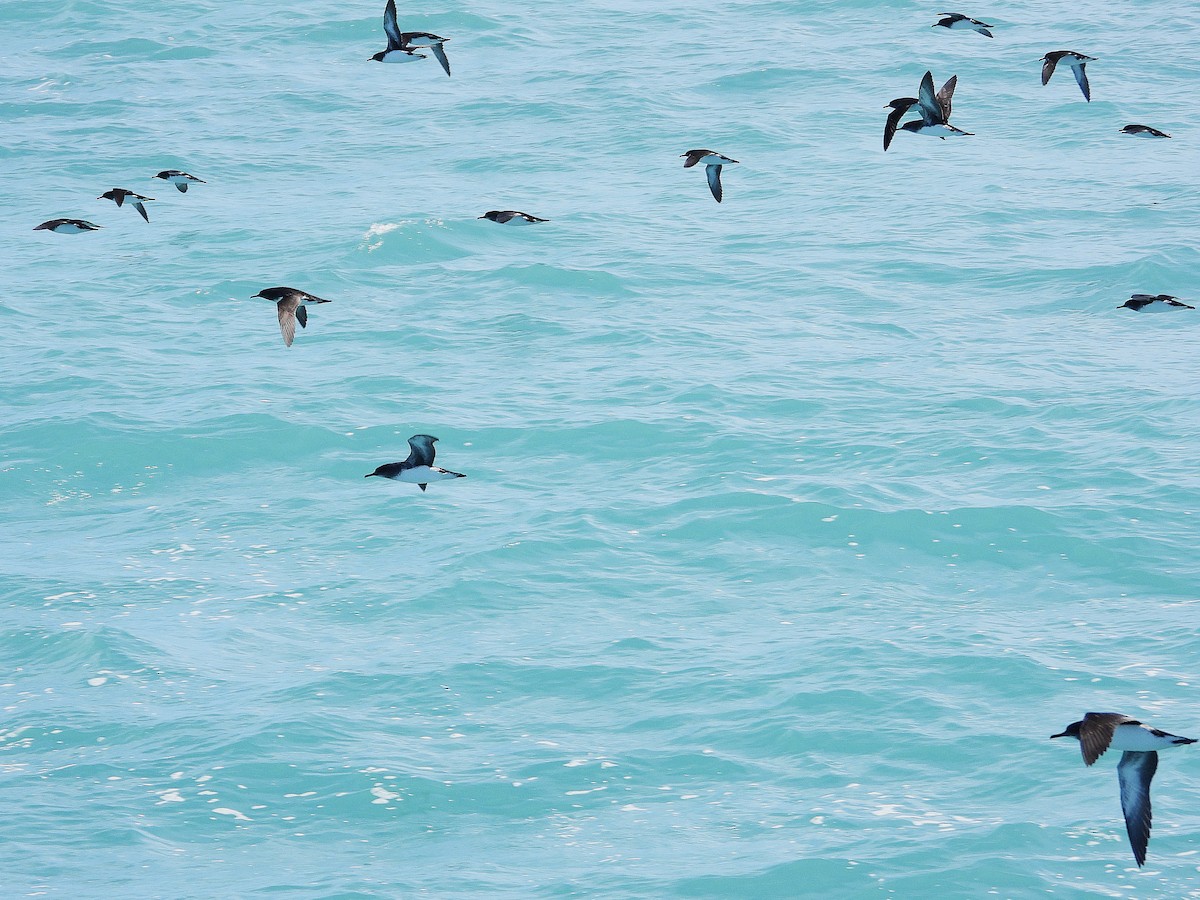 Hutton's Shearwater - ML645616935