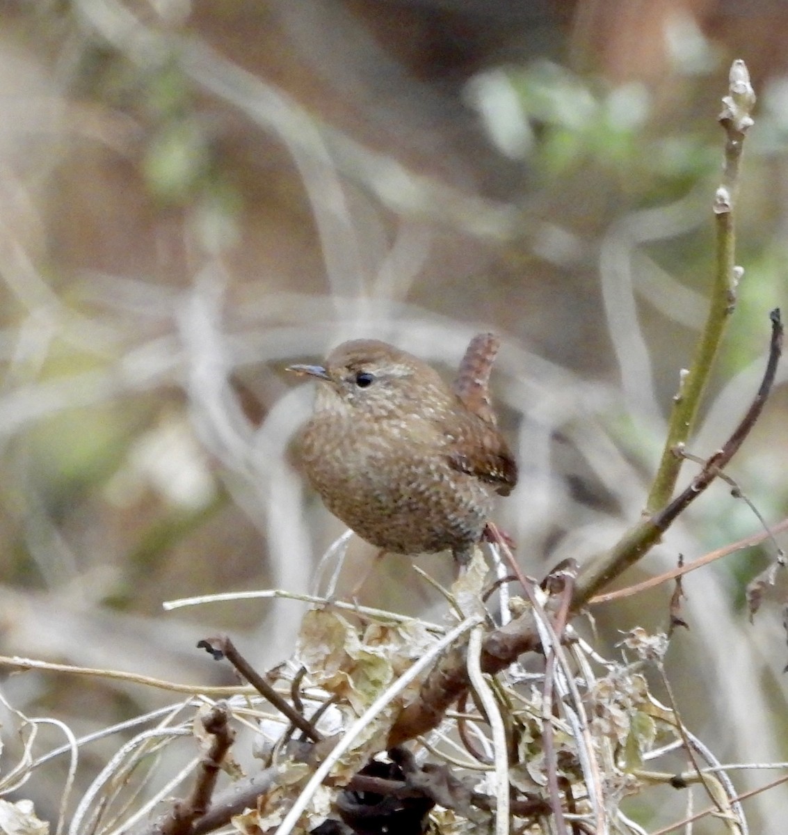 Winter Wren - ML645616945