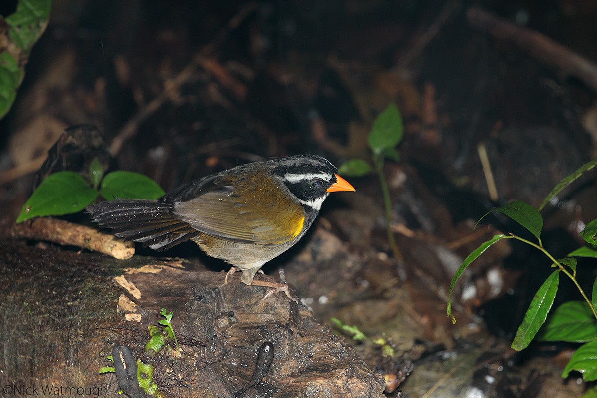 Orange-billed Sparrow - ML645616954
