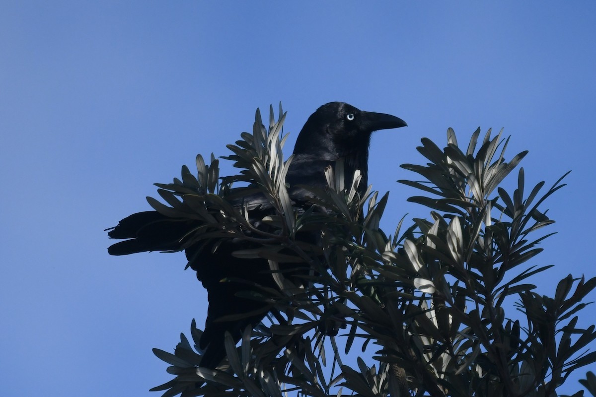 Forest Raven - ML645616955