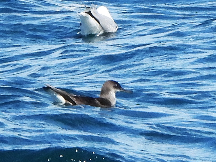 Fluttering Shearwater - ML645616959