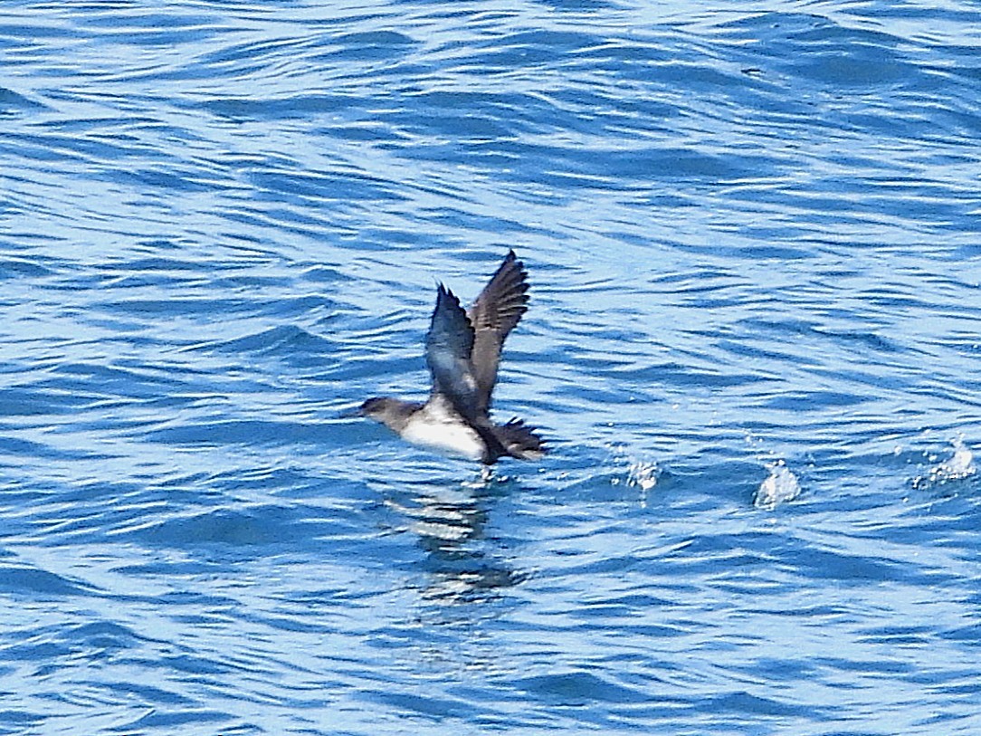 Fluttering Shearwater - ML645616960