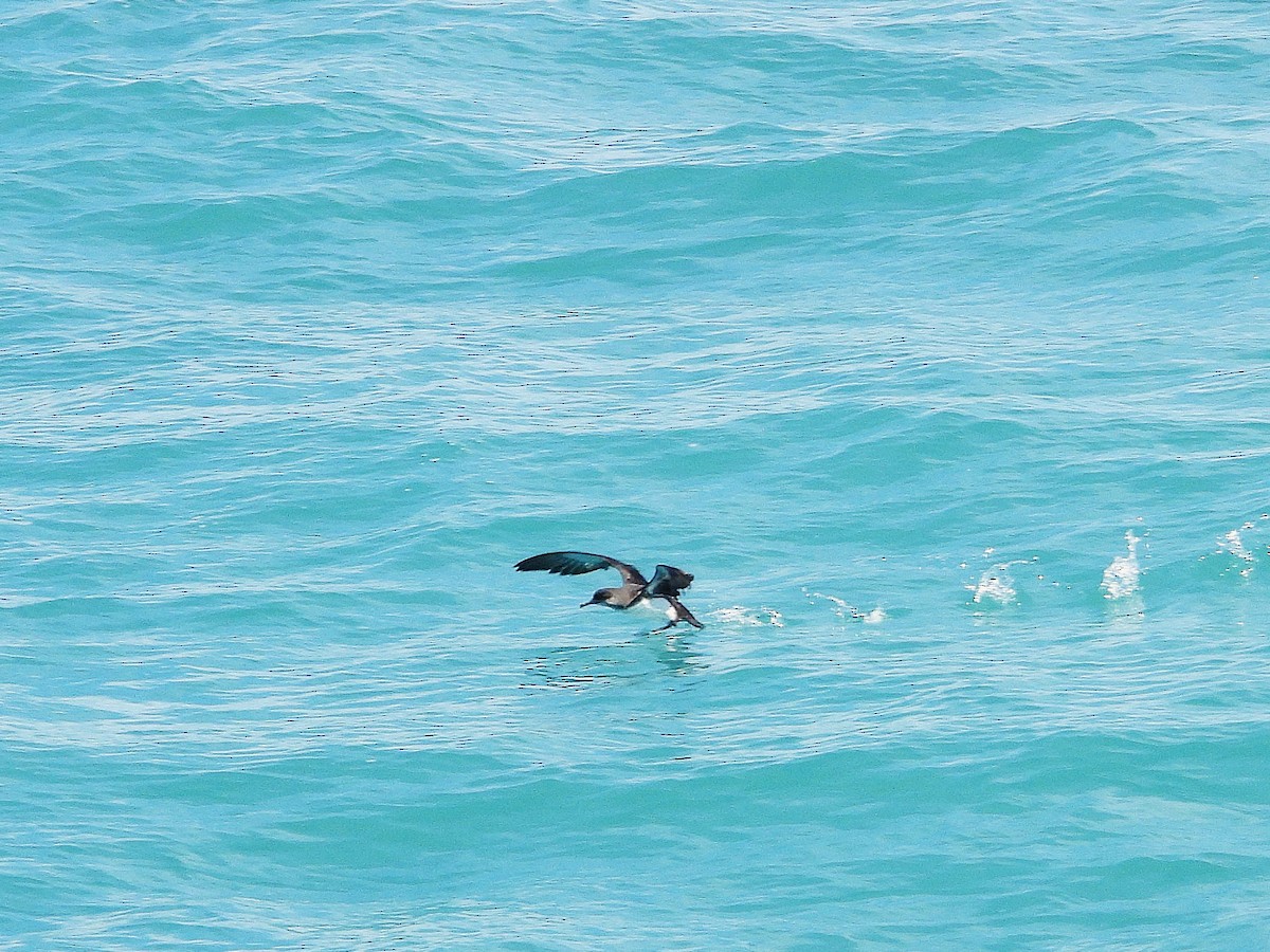 Fluttering Shearwater - ML645616961