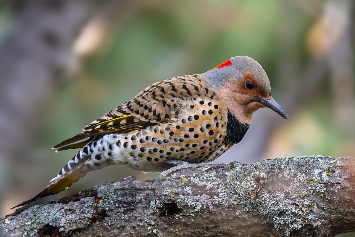 Northern Flicker - ML645616965