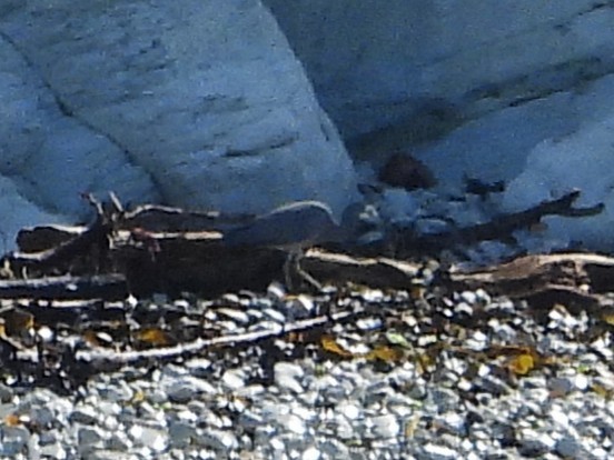 White-faced Heron - ML645616971