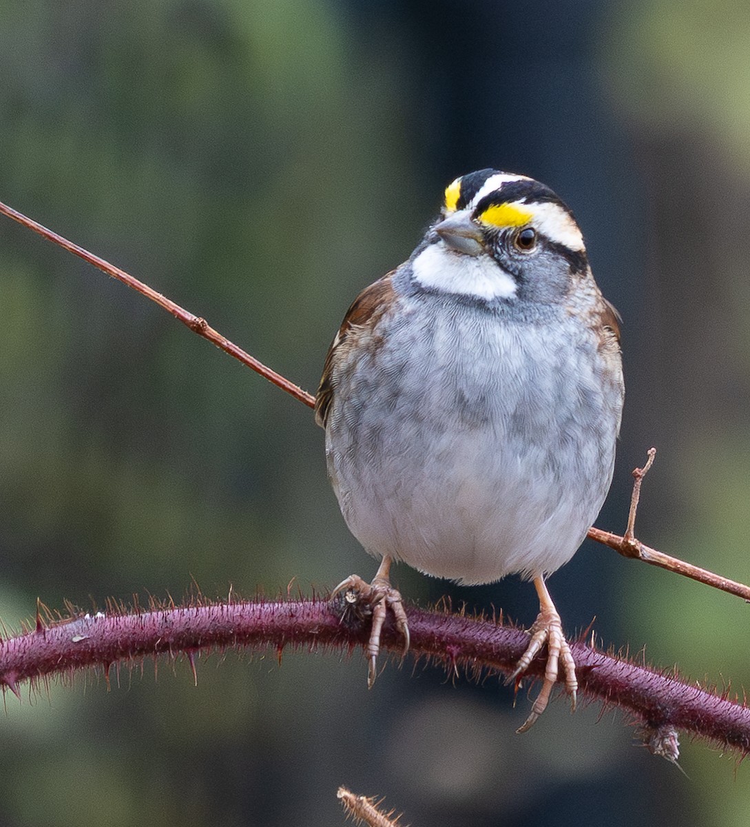 strnadec bělohrdlý - ML645616981