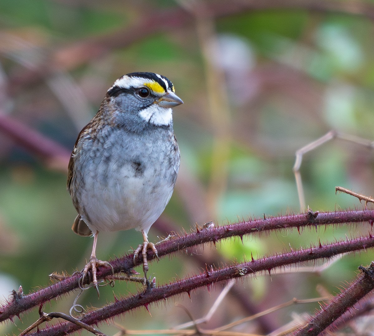 strnadec bělohrdlý - ML645616982