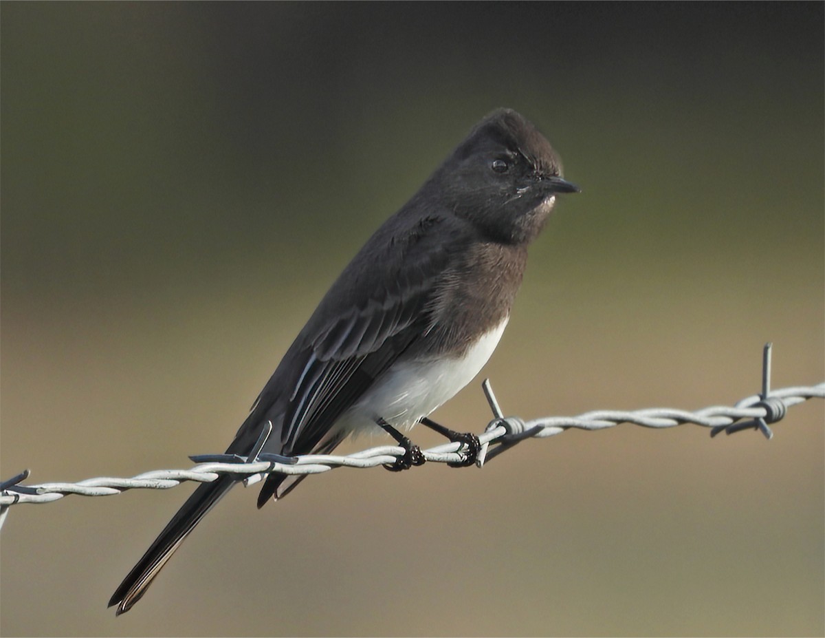 Black Phoebe - ML645617002