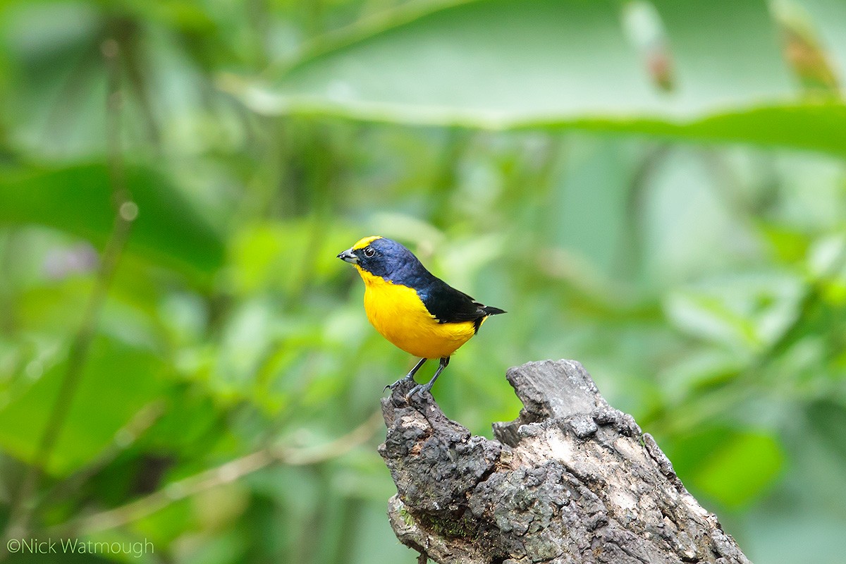 Thick-billed Euphonia - ML645617015