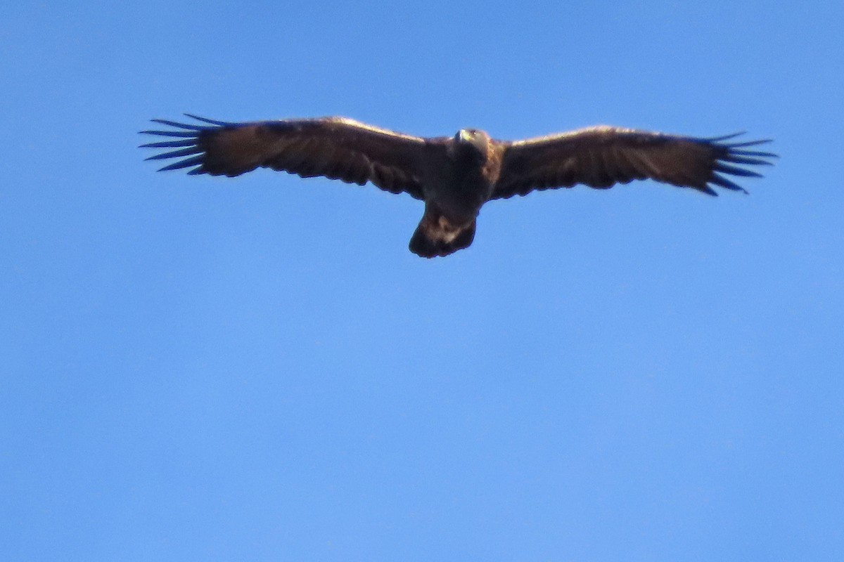 orel skalní - ML645617020