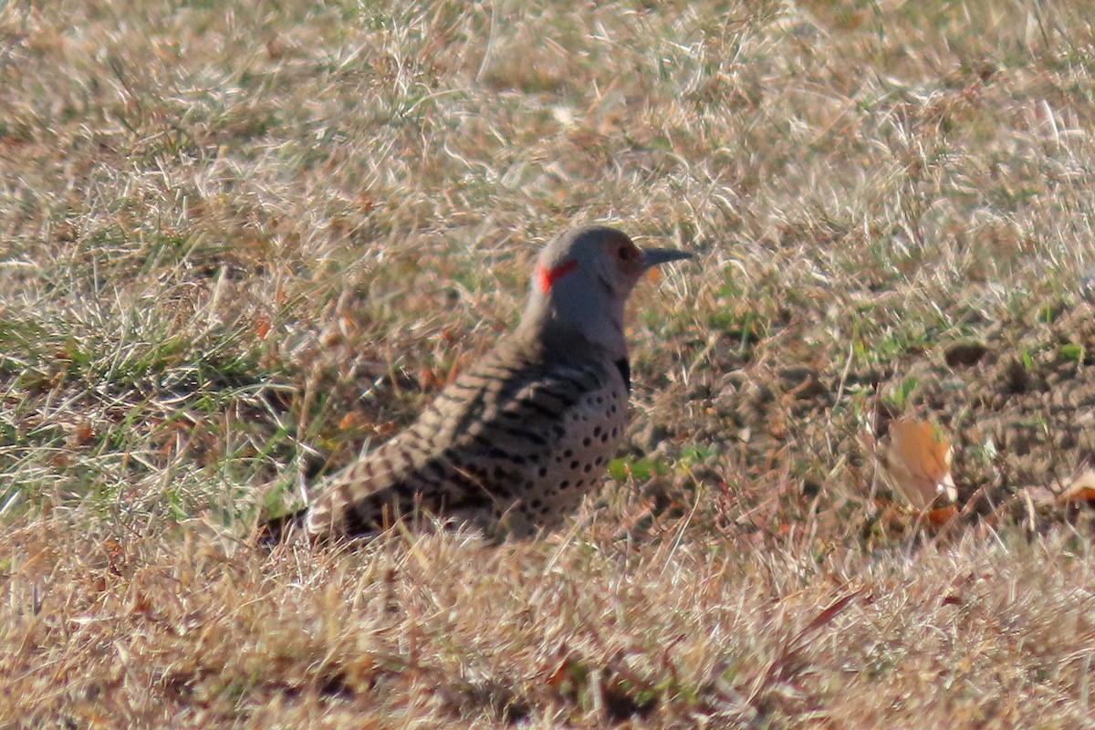 datel zlatý - ML645617024