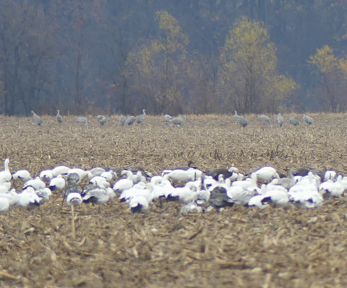 Sandhill Crane - ML645617029