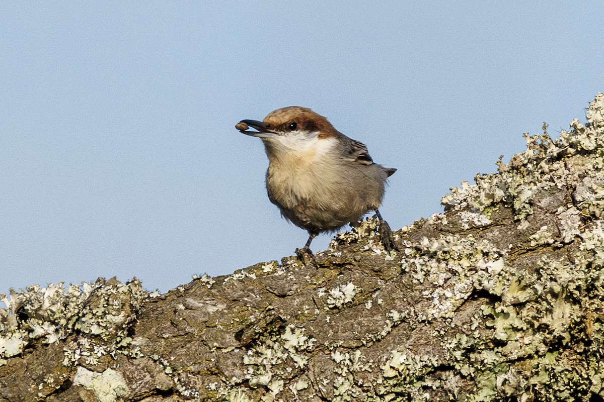 Sittelle à tête brune - ML645617033